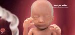 بارداری: هفته هجدهم - میترانیتا