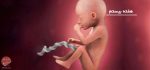 بارداری: هفته بیستم - میترانیتا