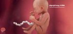 بارداری: هفته بیست و سوم - میترانیتا