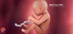 بارداری: هفته بیست و نهم - میترانیتا