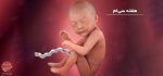 بارداری: هفته سی ام - میترانیتا