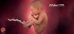 بارداری: هفته سی و پنجم - میترانیتا