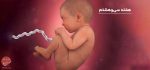 بارداری: هفته سی و هشتم - میترانیتا