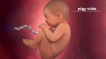 بارداری: هفته چهلم - میترانیتا