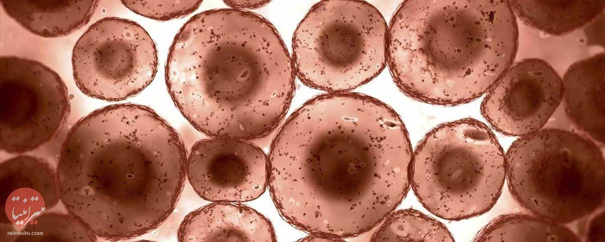 سلول‌ها و سطوح مختلف بدن انسان - میترانیتا