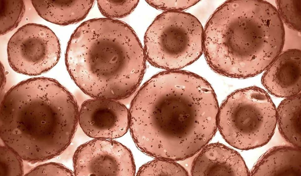 سلول‌ها و سطوح مختلف بدن انسان - میترانیتا