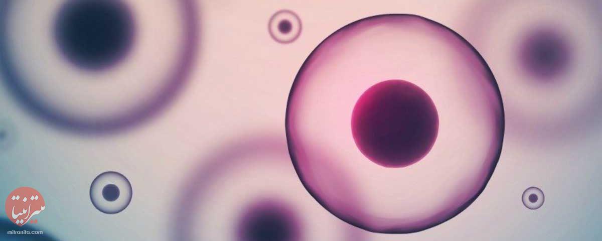 سلول‌های بدن انسان - میترانیتا