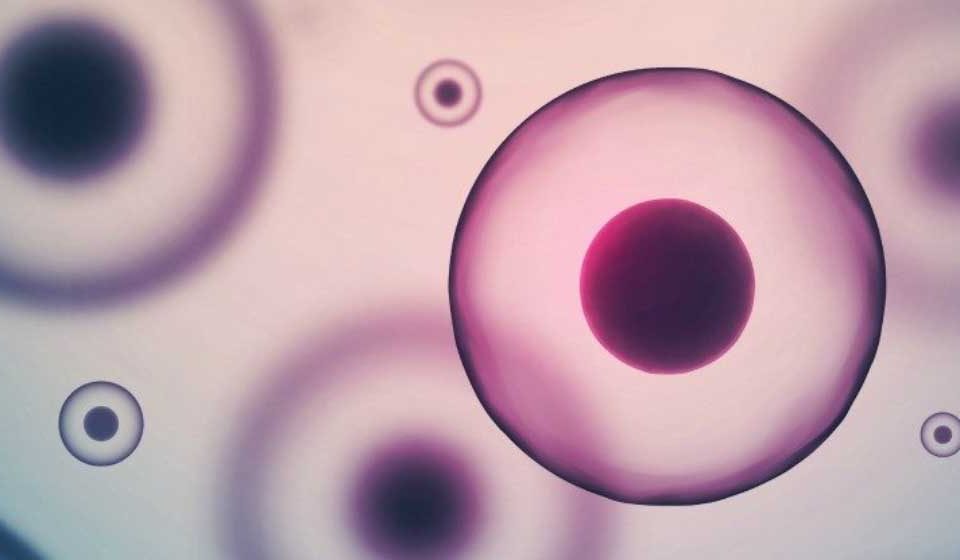 سلول‌های بدن انسان - میترانیتا