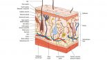 ساختار پوست انسان - میترانیتا