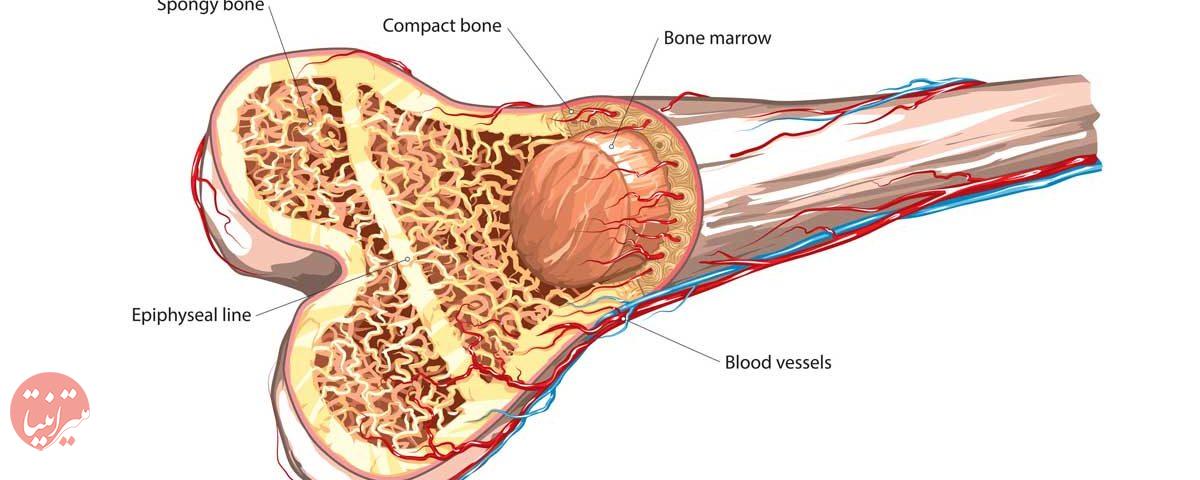 ساختار استخوان‌ها - میترانیتا