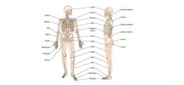 انواع استخوان‌های بدن انسان - میترانیتا