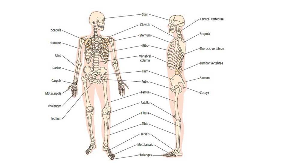 انواع استخوان‌های بدن انسان - میترانیتا