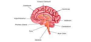 قسمت‌های اصلی دستگاه عصبی - میترانیتا