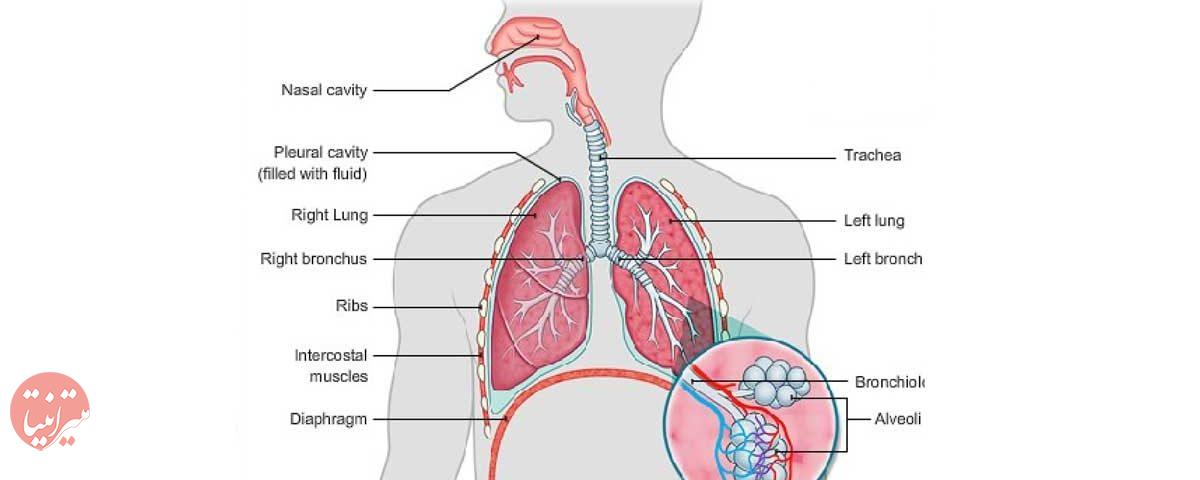 ساختار دستگاه تنفس - میترانیتا