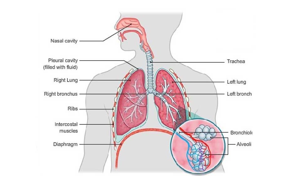 ساختار دستگاه تنفس - میترانیتا