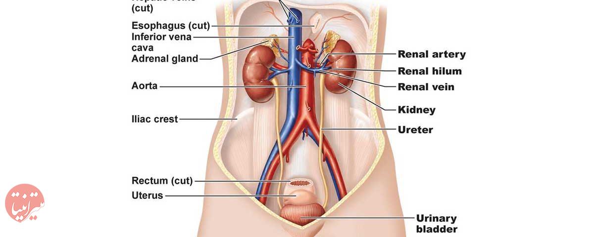 ساختار دستگاه ادراری - میترانیتا
