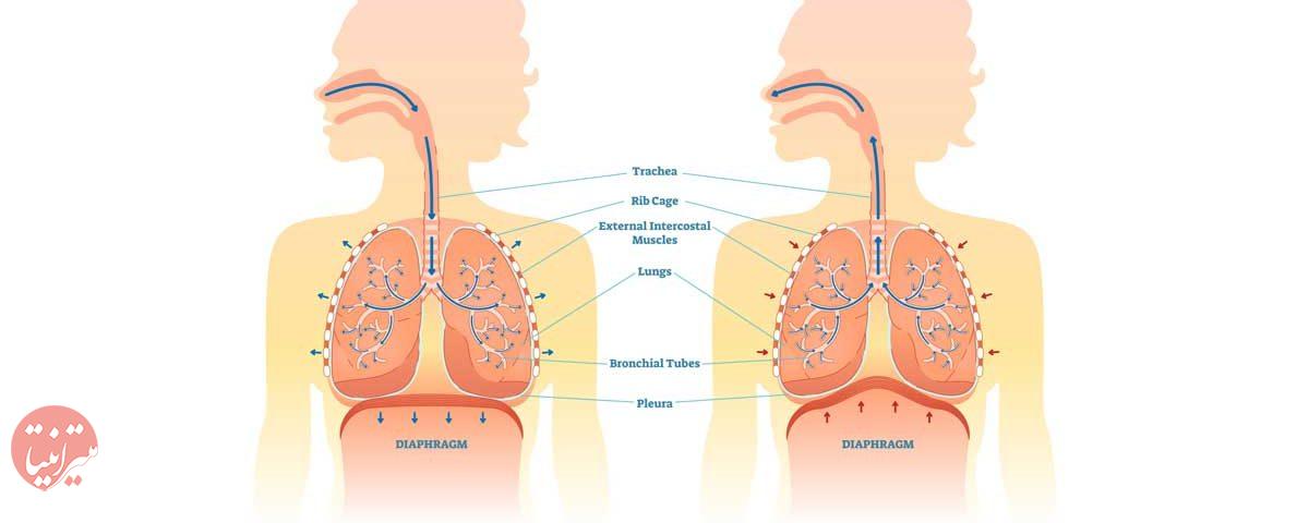درباره دستگاه تنفسی - میترانیتا